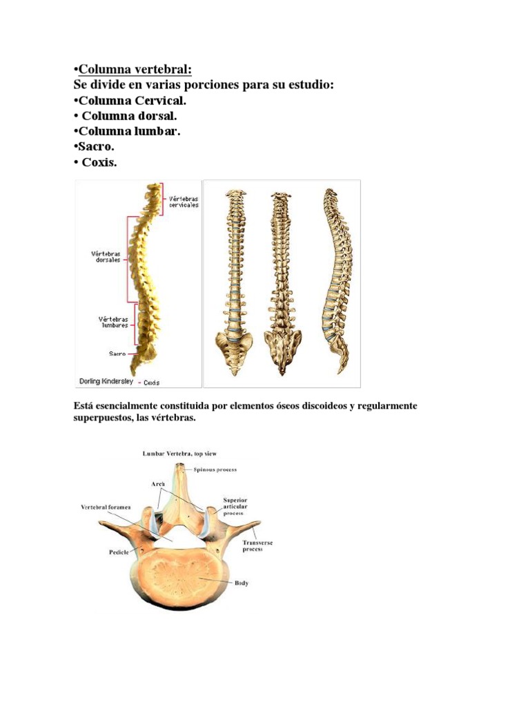 Estructura y división de la columna vertebral | PDF | Vértebra | La ...