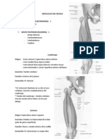 Músculos Del Muslo 2