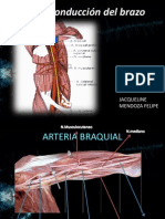 Vías de Conducción Del Brazo