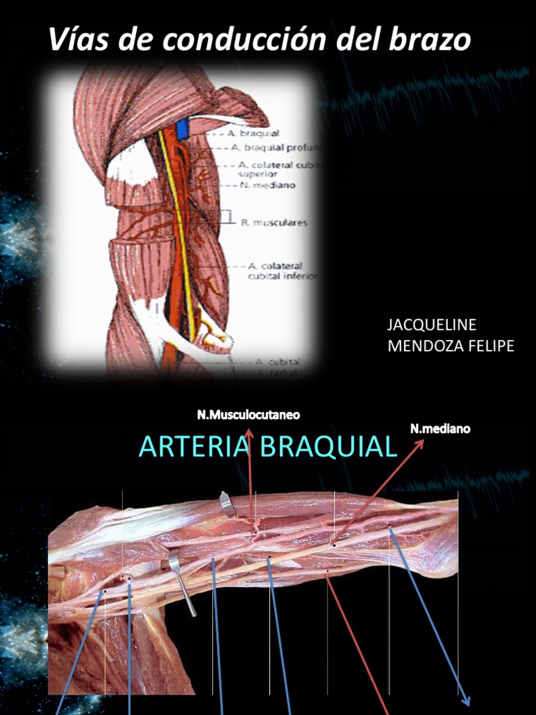 v-as-de-conducci-n-del-brazo-pdf-angiolog-a-anatom-a-humana