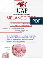 melanocitos