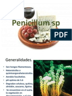 Penicillum Sp