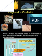 Aula 1 - Origem Dos Cordados I