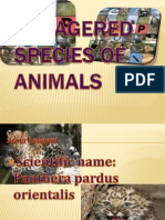 Endagered Species of Animals
