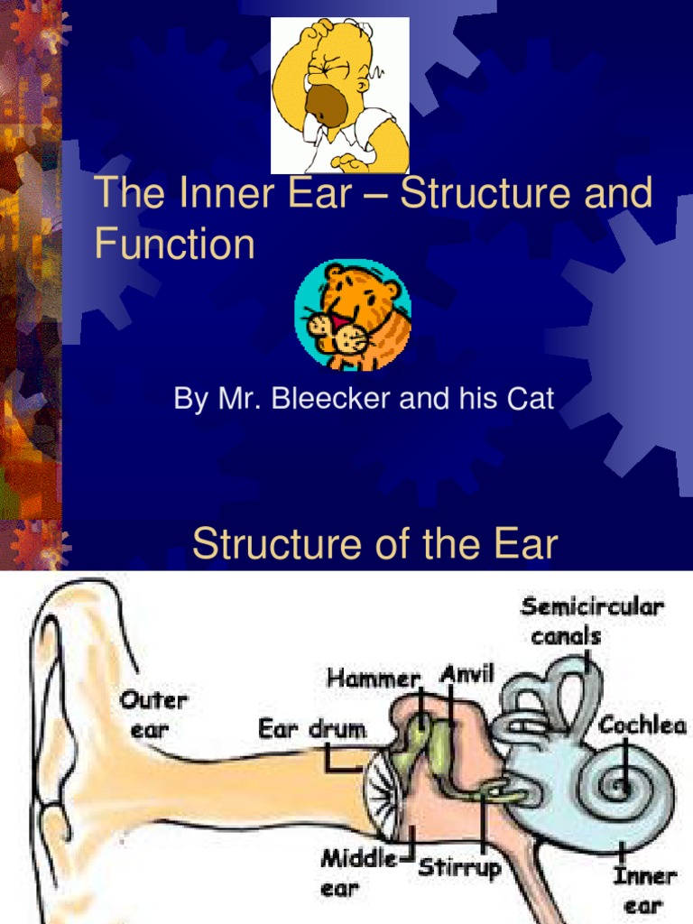 Inner Ear Structure and Function Explained | PDF