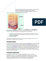 Epiderme camadas proteção