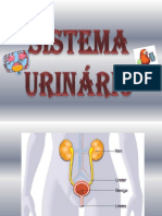 Sistema Urinario