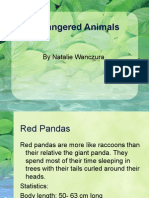 Endangered Animals by Natalie Wanczura Red Pandas Red Pandas