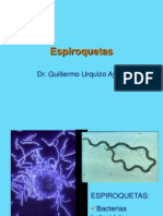 Espiroquetas: clasificación, características y principales géneros