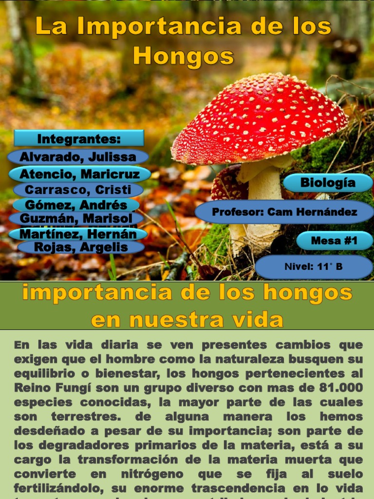 Importancia de Los Hongos | PDF | Hongo | Panes