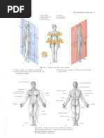 Download Human Anatomy for Artists by ada SN16079193 doc pdf