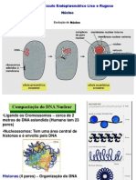 Nucleo_RE.ppt