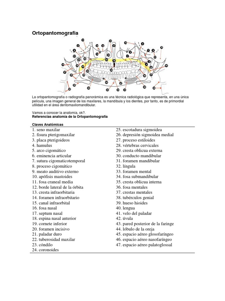 anatom-a-clave-de-la-ortopantomograf-a-estructuras-dentales-y