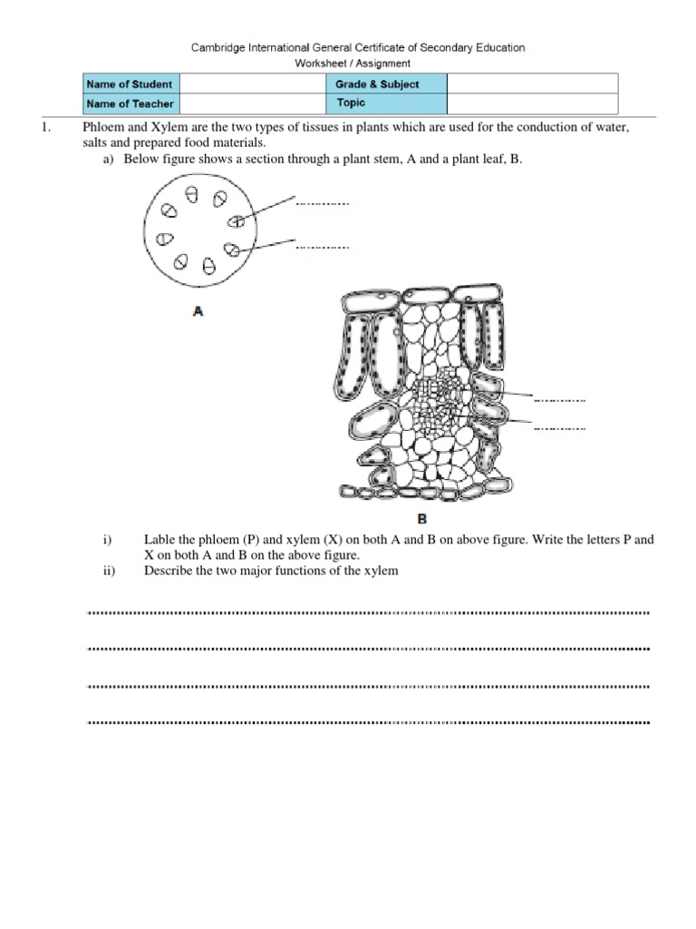 worksheet. Xylem And Phloem Worksheet. Grass Fedjp Worksheet Study Site