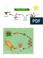 Cadena Alimentaria