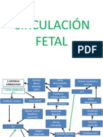 Circulación Fetal