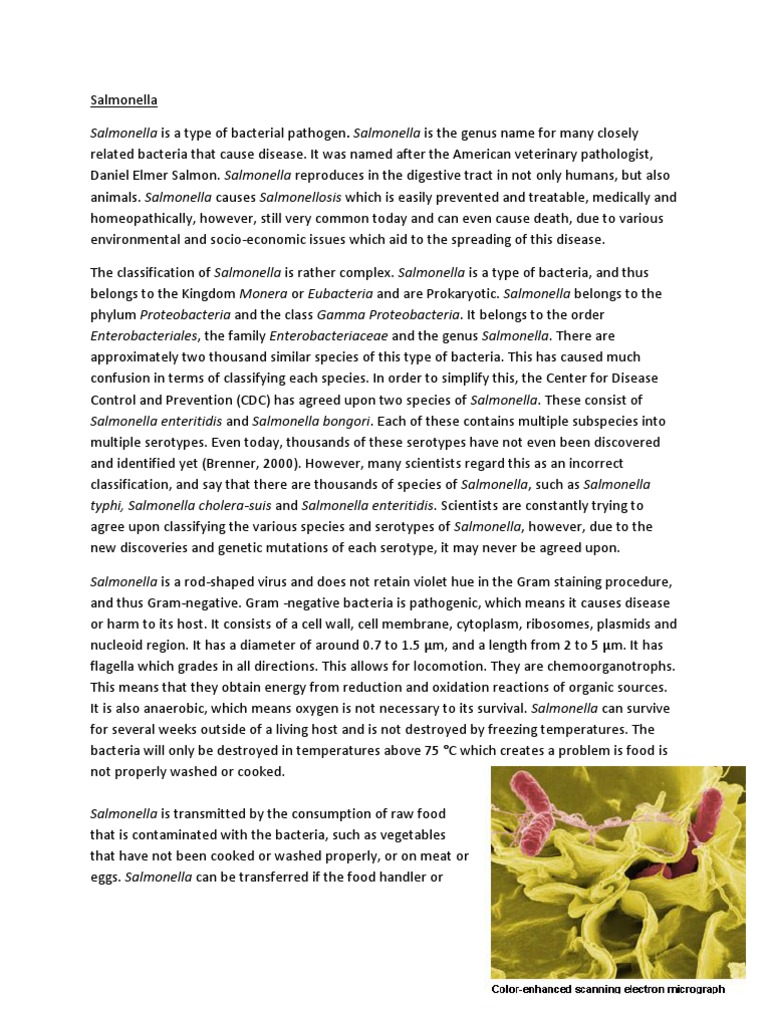Salmonella outbreak essay 08 picture