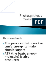 Photosynthesis 2