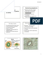 Plant Tissue Dermal Vascular-1