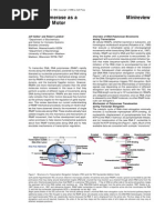 Rna Polymerase Molecular Motor