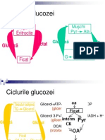 91ciclurile Glucozei Alte Glucide