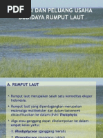 Download Presentasi Rumput Laut by Rifqy Bafadhal SN161140886 doc pdf