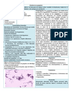 01 Streptococcus Pyogenes