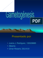 Presentacion de Gametogenesis
