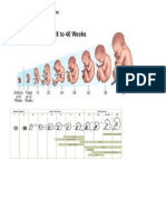 Development of A Fetus