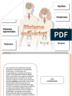 Trabajo de Sistema Endocrino