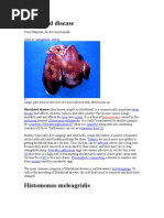 Download Blackhead Disease by SUTHAN SN16136320 doc pdf