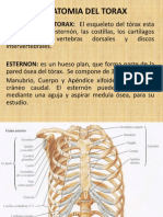 Anatomia Torax I