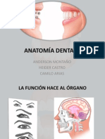 Anatomia Dental