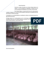 Informe Porcicultura