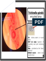 Parasitology (Laboratory) - NEMATODES - Trichinella Spiralis