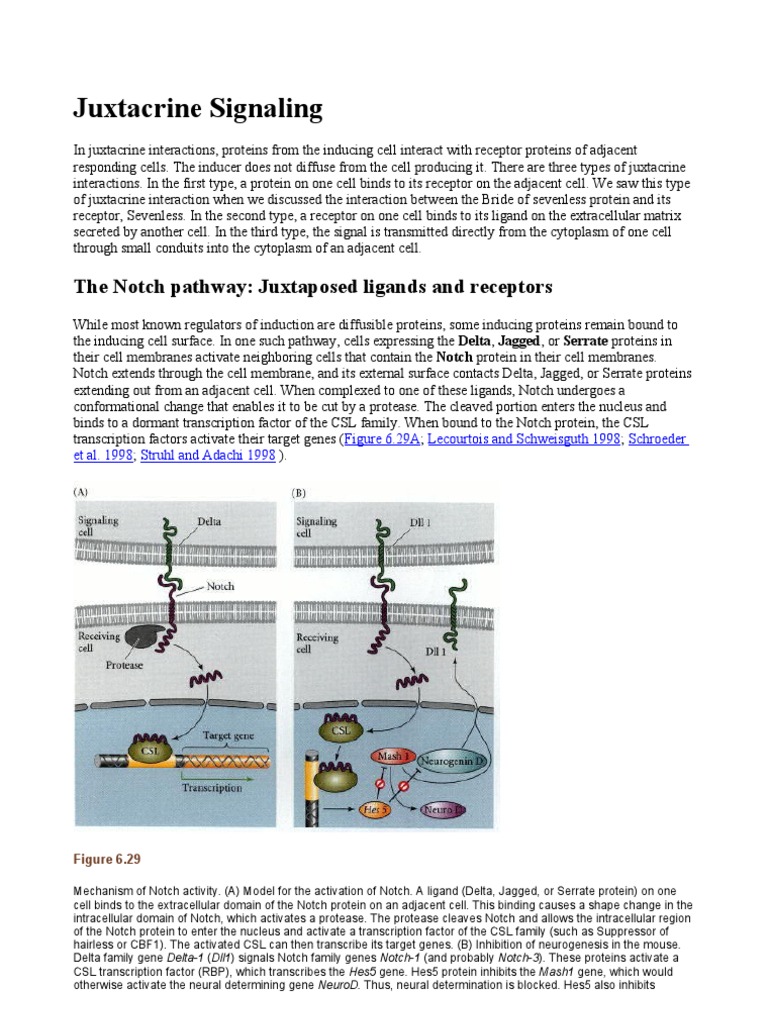 Juxtacrine Signaling Extracellular Matrix Integrin