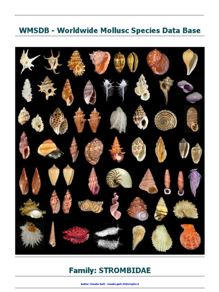 Strombidae Mollusc Species Database | PDF