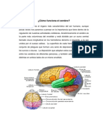 Atención y motricidad Funciones del cerebro