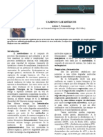 Caminos metabólicos (A. Fernánez, Elemental Watson).pdf
