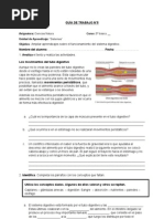 Guía Sistema Digestivo Quinto