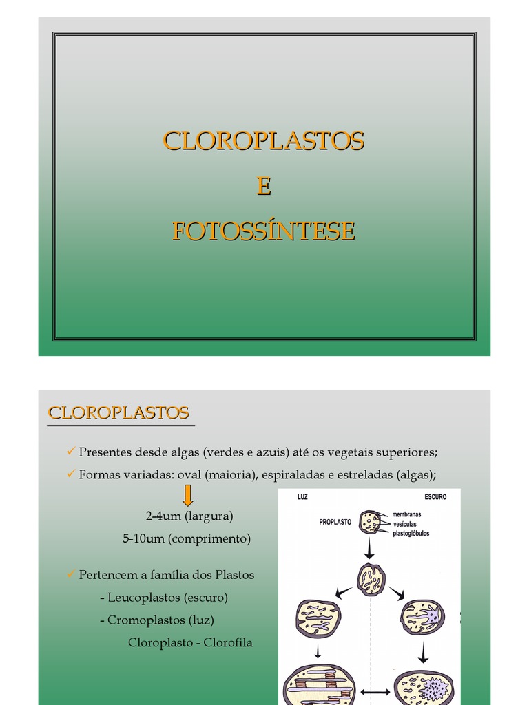 Estrutura e Função dos Cloroplastos | PDF | Clorofila | Cloroplastos, image size:768x1024