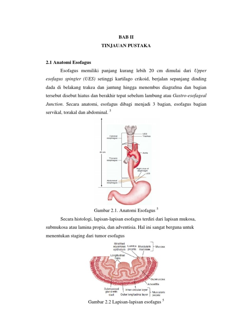 Tumor dan Histologi Esofagus | PDF | Kesehatan Holistik | Sains ...