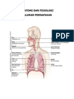 anatomi pernafasan