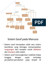 Sistem Syaraf, Simpatis, Parasimpatis, Dan Faal Mata