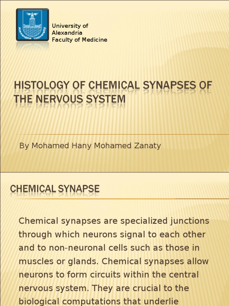 Understanding Chemical Synapses and Neuromuscular Junctions | PDF ...