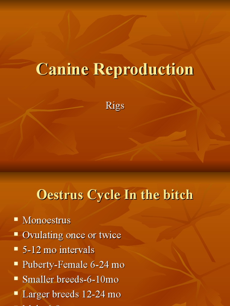 Canine Reproductive Cycle Overview | PDF | Sexuality | Reproductive System