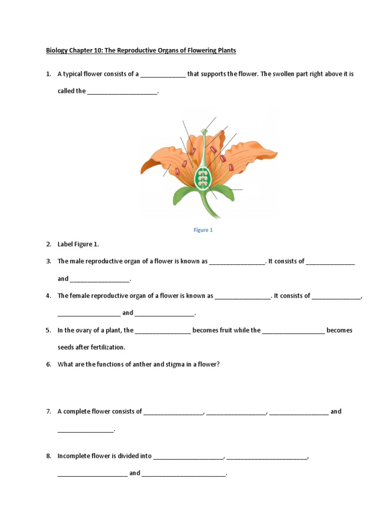 Flowering Plant Reproductive Organs PDF Flowers Fruit