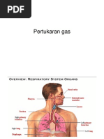 Download Fisiologi Hewan Sistem Respirasi by openid_UKBqTuIa SN16210786 doc pdf