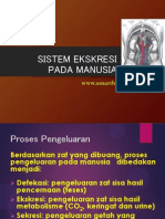 Sistem Ekskresi Pada Manusia