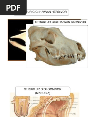 Pemakanan Haiwan